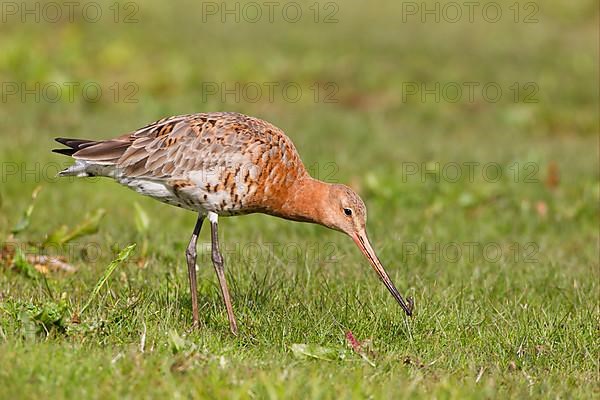 Black-tailed Godwit