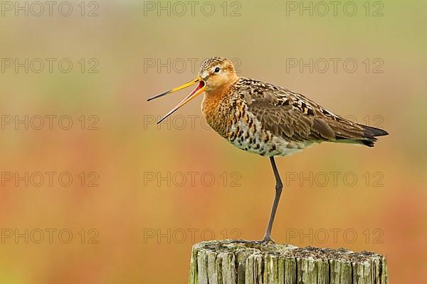 Black-tailed godwit