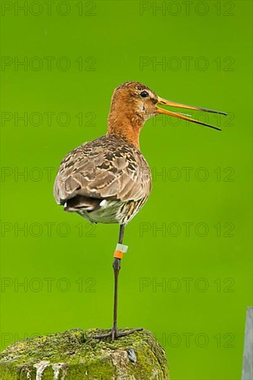 Black-tailed Godwit