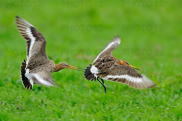 Godwit two adult breeding godwits