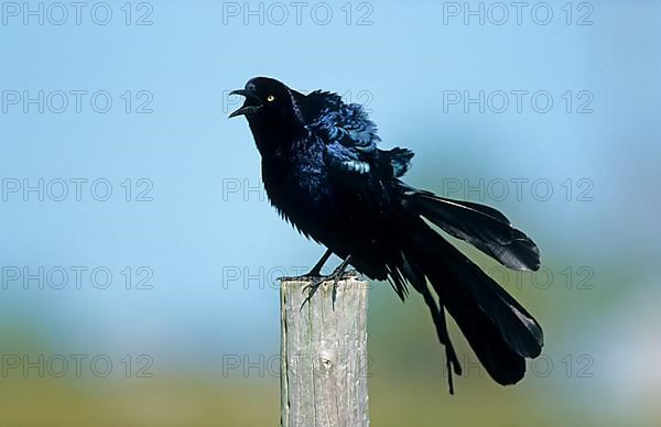 Great-tailed grackle