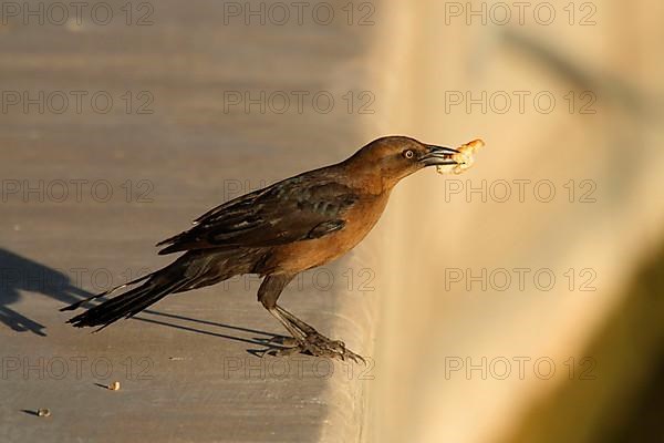 Great-tailed grackle