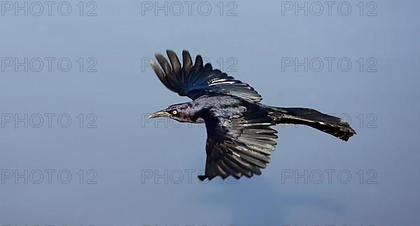 Great-tailed grackle