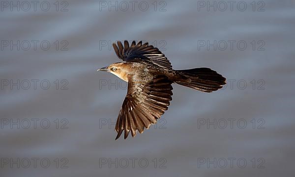 Great-tailed grackle