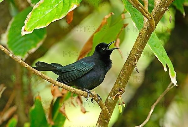 Carib Grackle