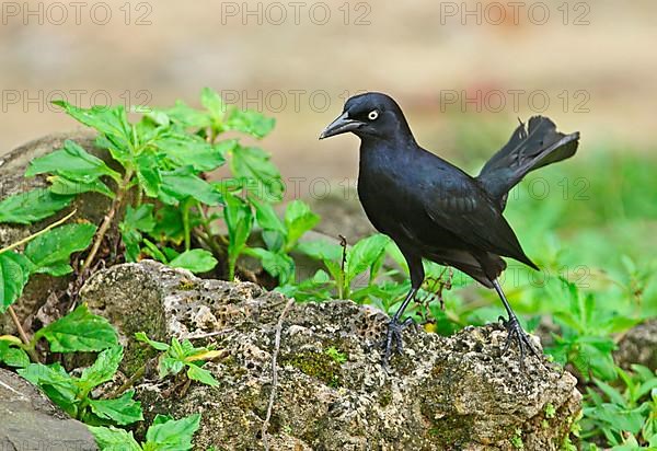 Greater Antillean Grackle