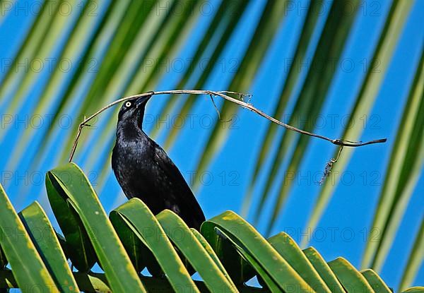 Greater Antillean Grackle