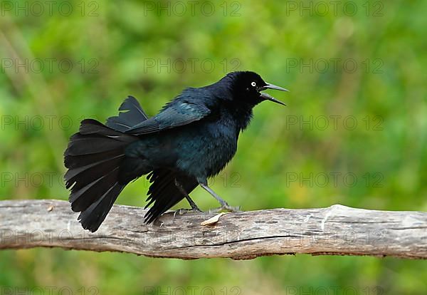 Greater Antillean Grackle