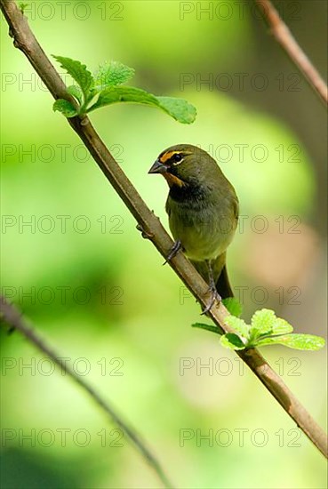 Yellow-faced grassquit