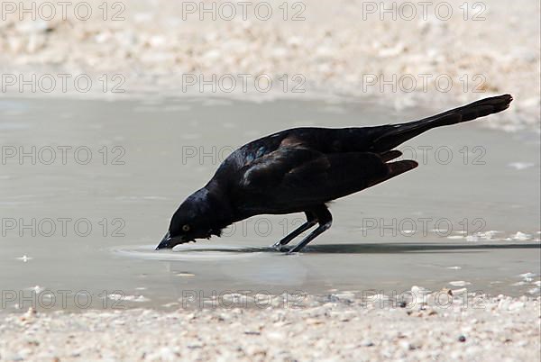 Boat-tailed Grackle