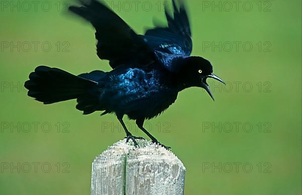 Common Grackle