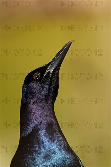 Common Grackle