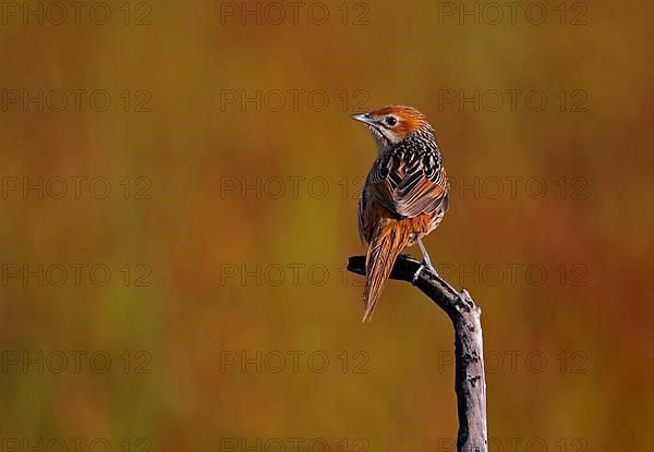 Cape Grassbird