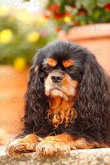 Cavalier King Charles Spaniel