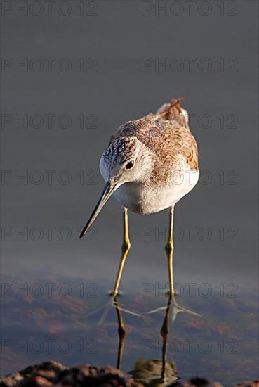 Common Greenshank