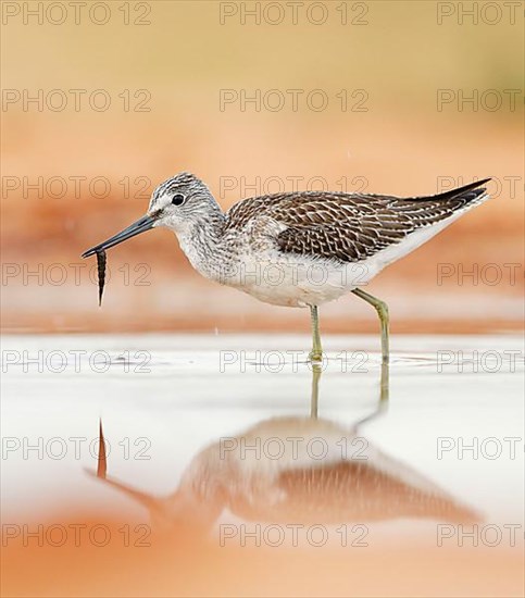 Common greenshank