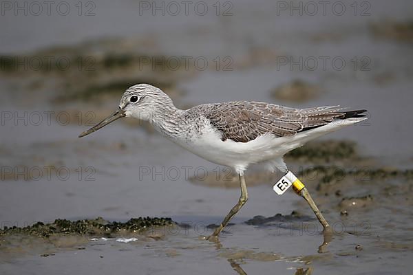 Common greenshank