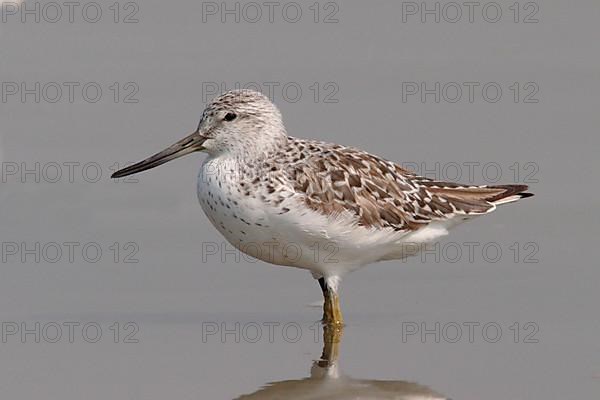 Nordmann's greenshank