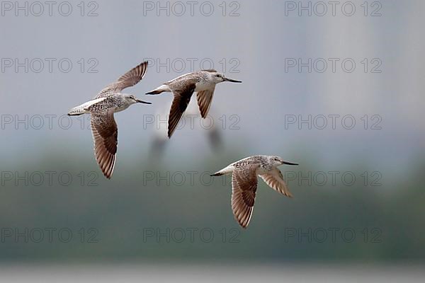 Nordmann's greenshank