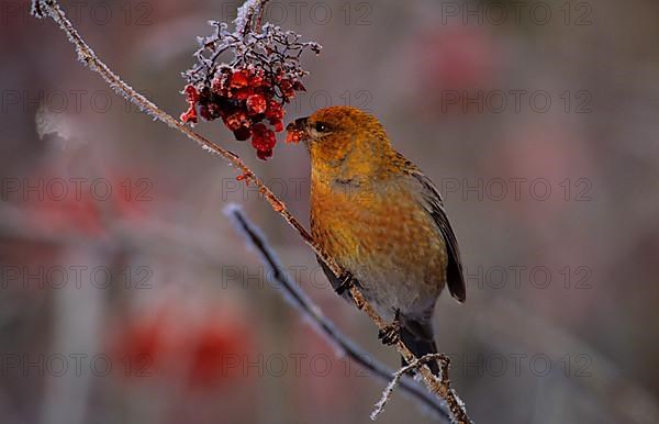 Pine grosbeak