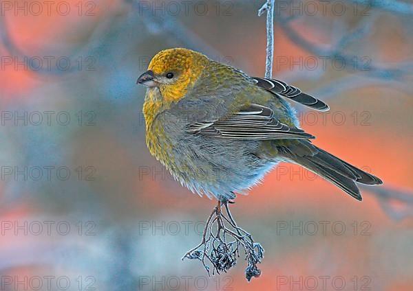 Pine grosbeak