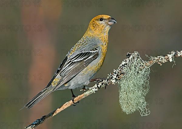 Pine grosbeak