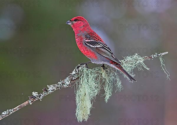 Pine grosbeak