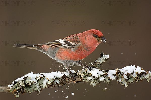 Pine grosbeak