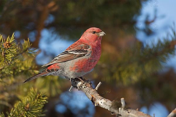 Pine grosbeak