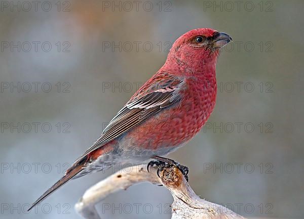 Pine grosbeak