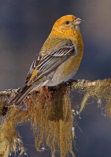 Pine grosbeak