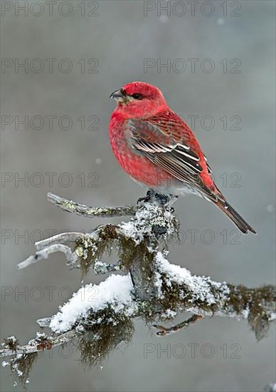 Pine grosbeak