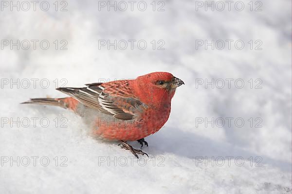 Pine grosbeak