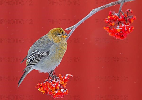 Pine grosbeak