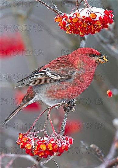 Pine grosbeak