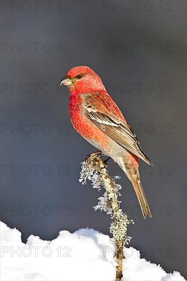 Pine grosbeak