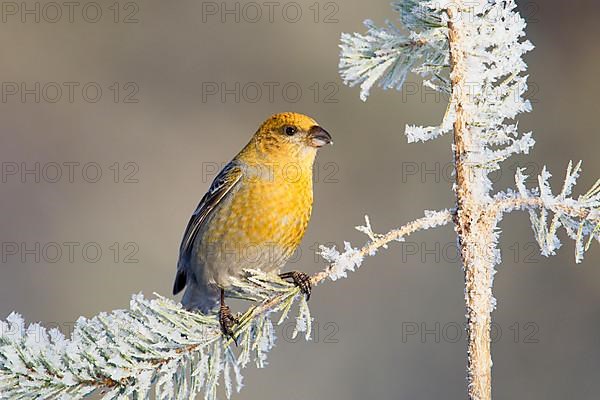 Pine grosbeak