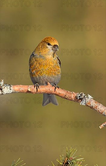 Pine Grosbeak