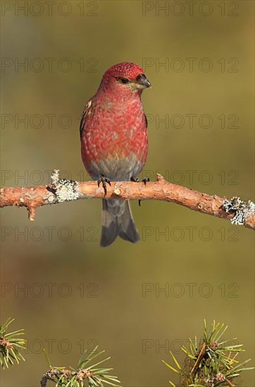 Pine Grosbeak