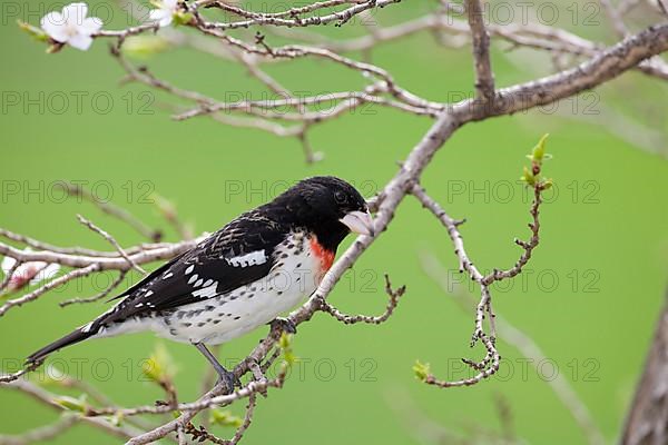 Rose-breasted Grosbeak