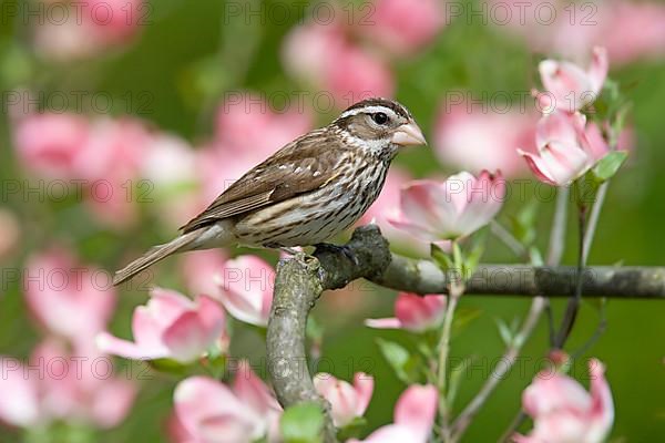 Rose-breasted Grosbeak