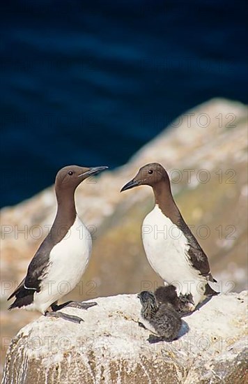 Guillemot