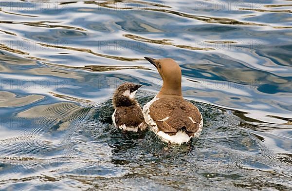 Common Guillemot