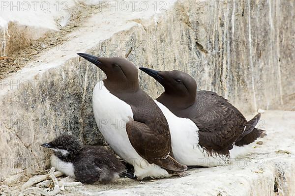 Common guillemot