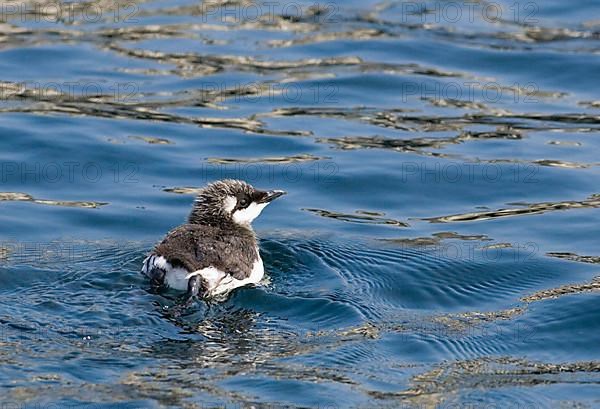 Common guillemot