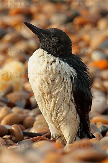 Adult guillemot