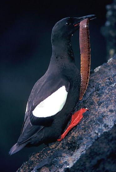 Black guillemot