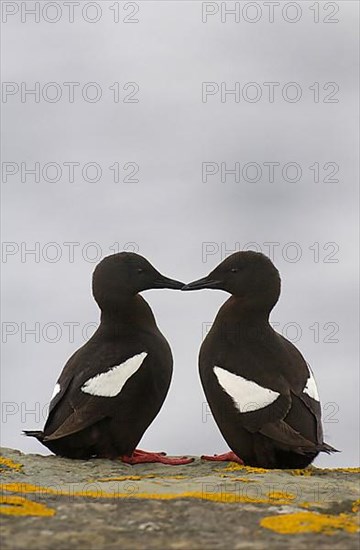 Black Guillemot