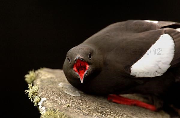 Black Guillemot