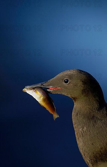 Black Guillemot